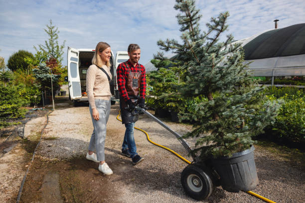 The Steps Involved in Our Tree Care Process in Eureka Springs, AR